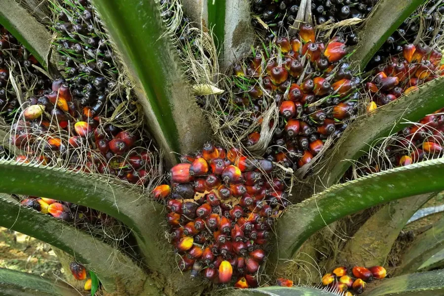 Sinyal Positif Sektor Perkebunan: Harga CPO Berpotensi Meroket Menuju 2027 Ditopang El Niño dan Mandatori B50