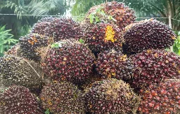 B50 Hadapi Batas Ekologis, Koalisi Sipil Dorong Intensifikasi Sawit Tua dan Biofuel Non-Pangan