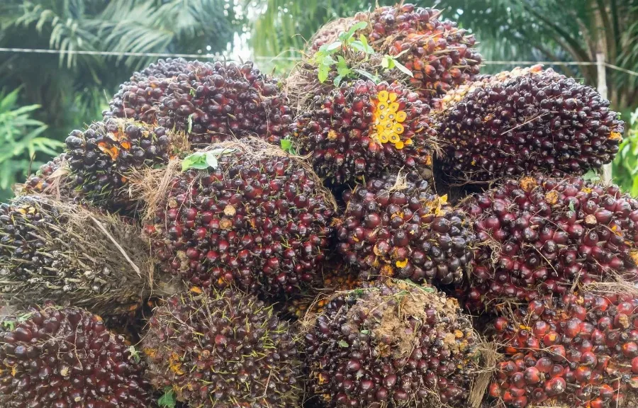 B50 Hadapi Batas Ekologis, Koalisi Sipil Dorong Intensifikasi Sawit Tua dan Biofuel Non-Pangan