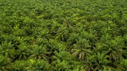 Ancaman El Niño dan Lonjakan Mandat Biodiesel Diproyeksi Dongkrak Harga CPO Lampaui Minyak Kedelai pada 2027