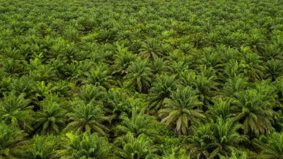Ancaman El Niño dan Lonjakan Mandat Biodiesel Diproyeksi Dongkrak Harga CPO Lampaui Minyak Kedelai pada 2027
